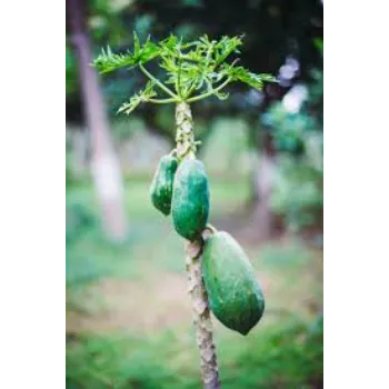 Healthy Papaya Plant